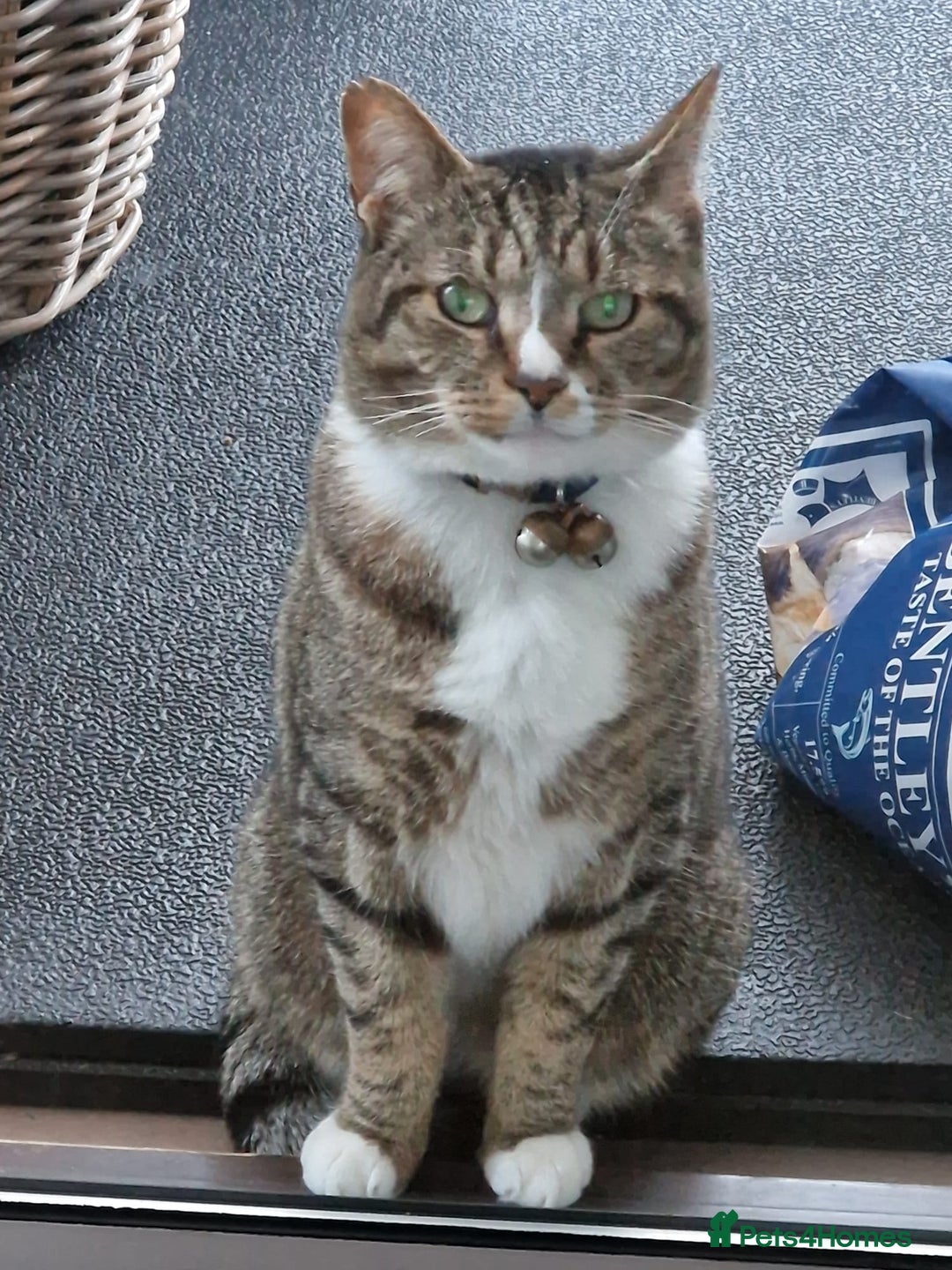 Mixed Breed cats for sale: Cat for ONLY pet household - Advert 2