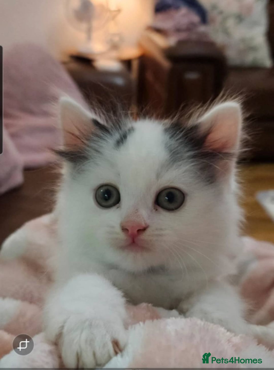 Turkish Angora cats for sale: Beautiful Turkish Angora cross kittens - Image 13