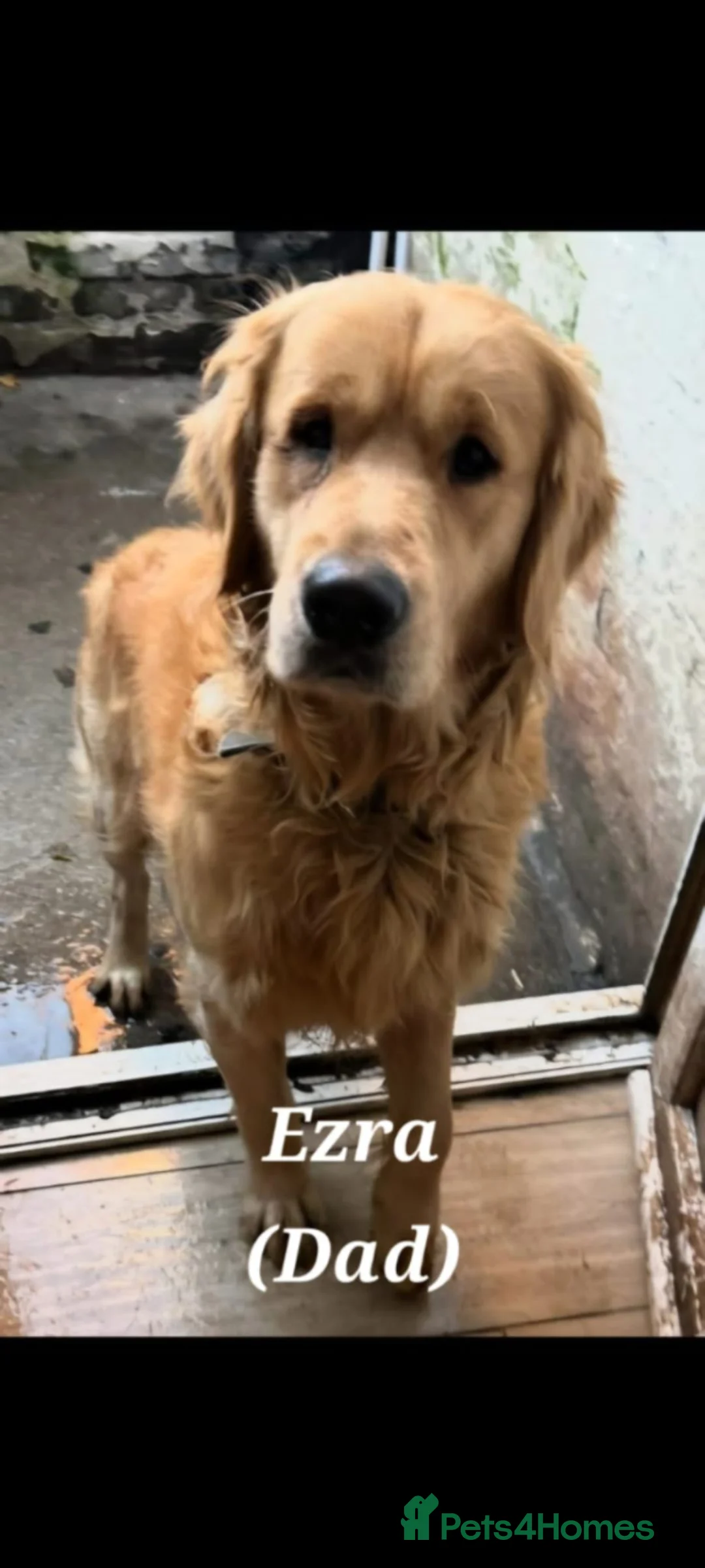 Golden Retriever dogs for sale: Golden Retriever pups looking for forever homes  - Advert 11