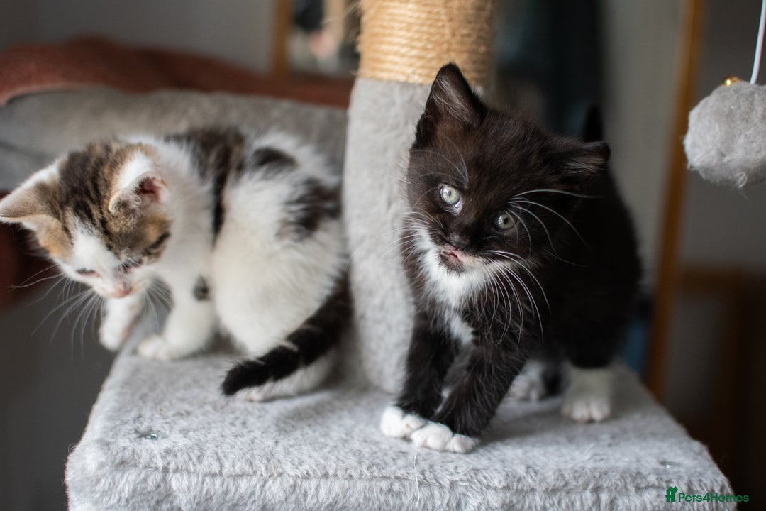 Domestic Shorthair cats for sale: Friendly kittens looking for new families - Image 11
