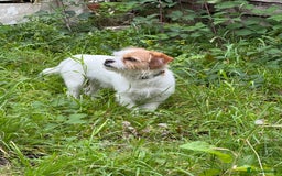 Jack Russell dogs for sale: Jack Russell  - Image 2
