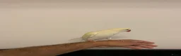 Ringnecks birds for sale: Gold tame ring neck  - Advert 3