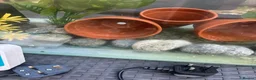 Fancy Goldfish fish for sale: Big fish tank and all accessories - Advert 11