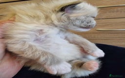Ragdoll cats for sale: TICA Ragdoll Kittens – Mink, Sepia & Traditional - Image 11