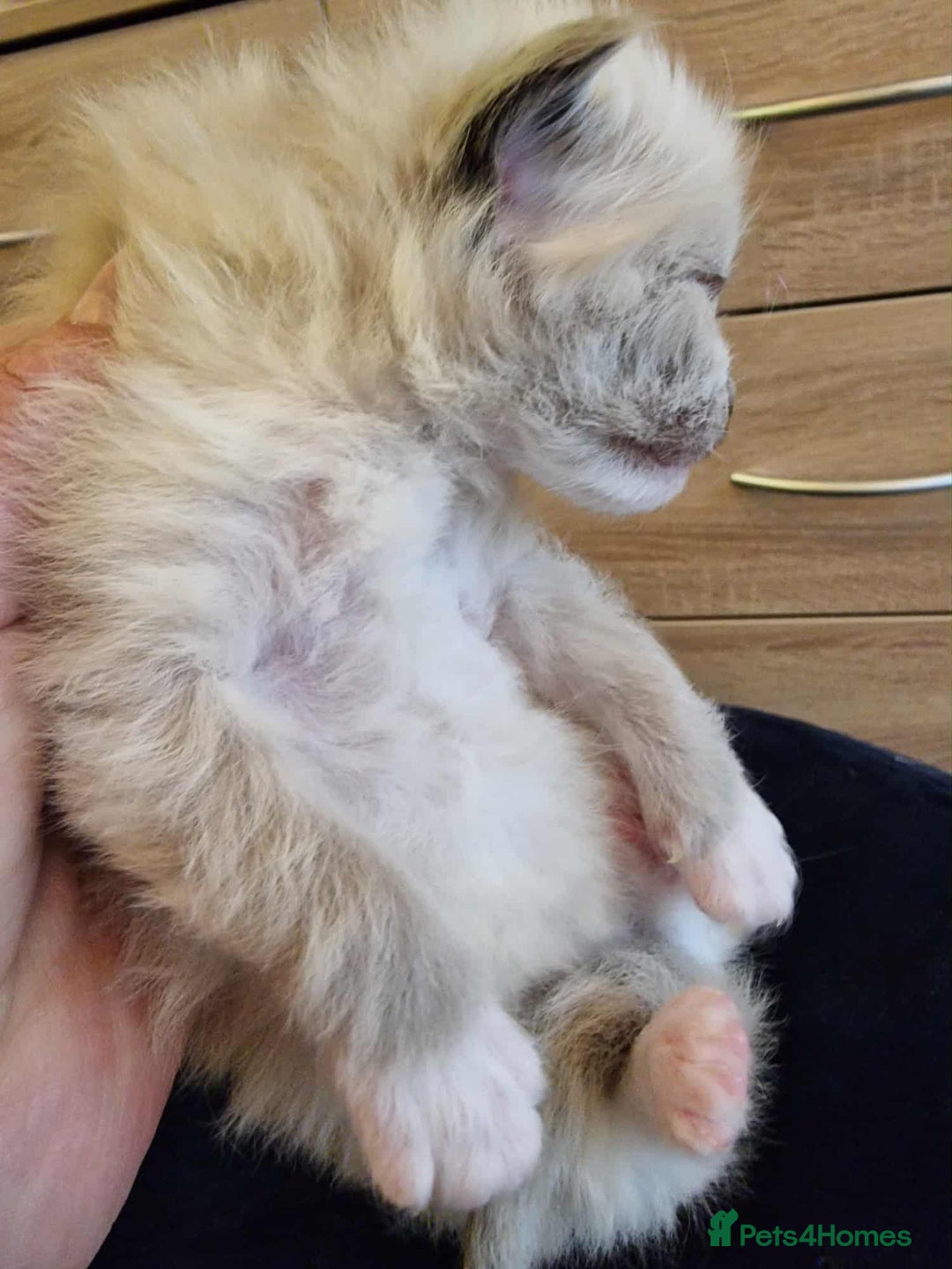 Ragdoll cats for sale: TICA Ragdoll Kittens – Mink, Sepia & Traditional - Image 11