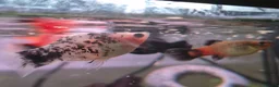 Platies fish for sale: Mickey mouse and spoty platy fry in Bournemouth - Advert 5
