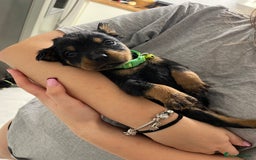 Rottweiler dogs for sale: Rottweiler puppies - Image 9