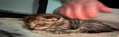 Maine Coon 3