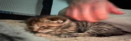 Maine Coon cats for sale: GORGEOUS MAINE COON KITTENS  in Milton Keynes - Advert 6