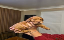 Cocker Spaniel dogs for sale: Ready now🐶X1 boy left🐶working cocker spaniel - Image 4