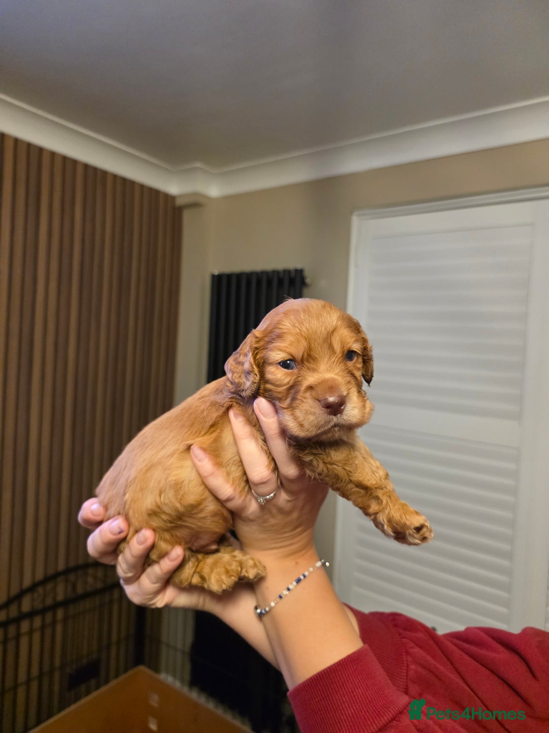 Cocker Spaniel dogs for sale: Ready now🐶X1 boy left🐶working cocker spaniel - Image 4