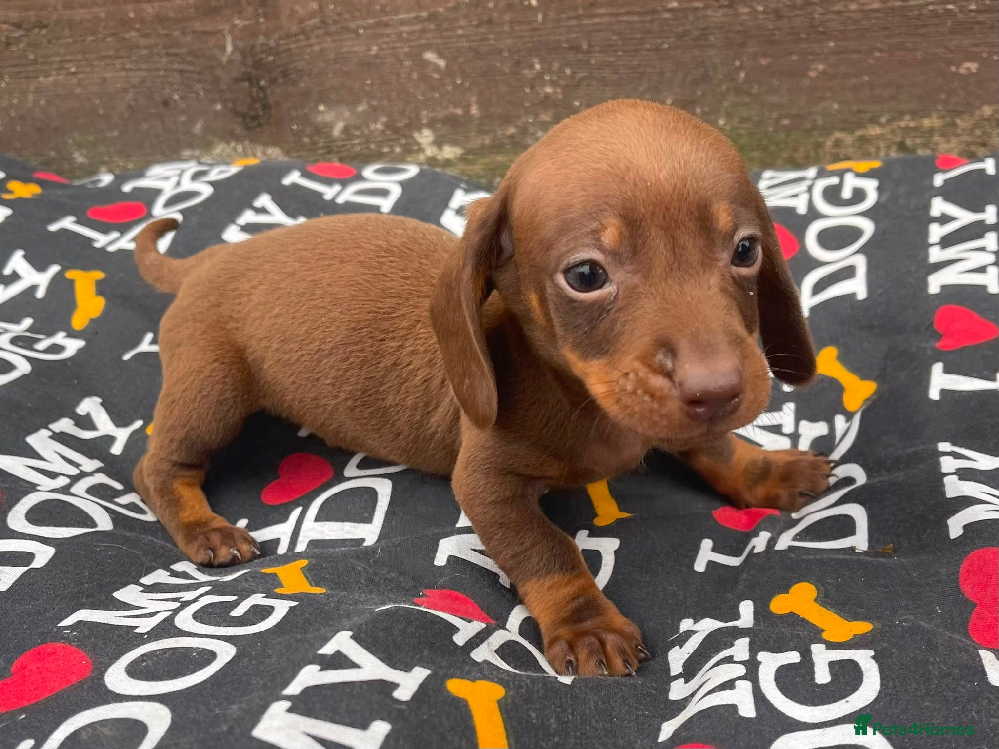 Dachshund dogs 6 wonderful dachshund puppies ready for new home  - Advert 2