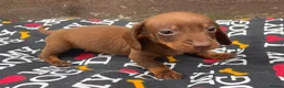Dachshund dogs for sale: 6 wonderful dachshund puppies ready for new home  - Advert 2