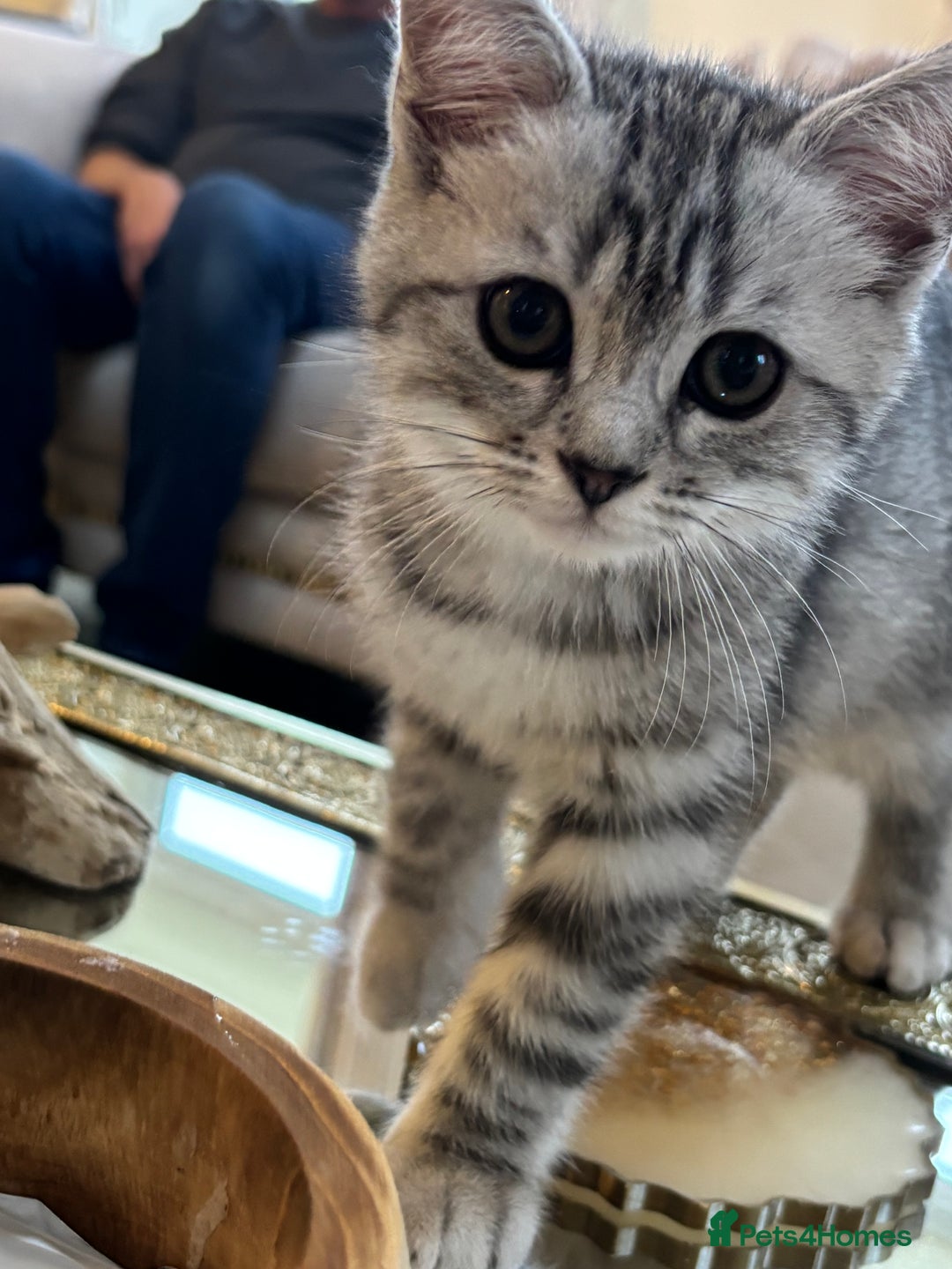 Persian cats for sale: Persian Cross Kittens - GCCF Registered parents - Image 9