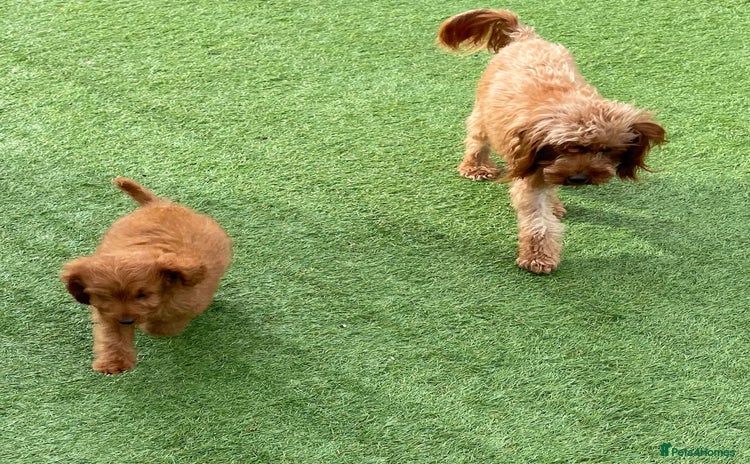 Cavapoo dogs - Advert 2
