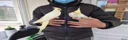 Budgerigars birds for sale: Super hand tamed baby budgies for sale  - Advert 5