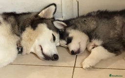 Siberian Husky dogs for sale: Siberian husky  - Image 3
