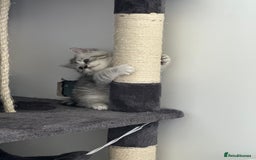 British Shorthair cats for sale: Taby British short hair kittens  - Image 8