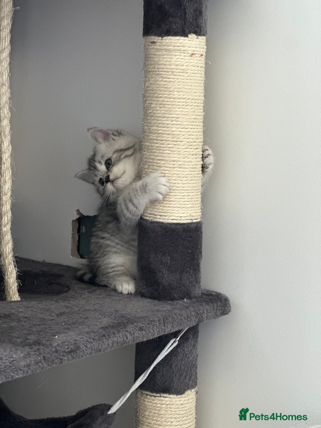 British Shorthair cats for sale: Taby British short hair kittens  - Image 8