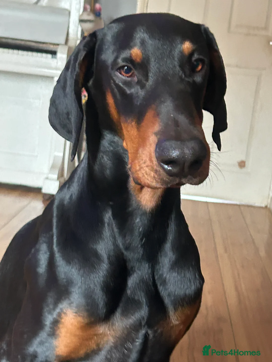Dobermann dogs for stud: Doberman stud  in Faversham - Advert 1