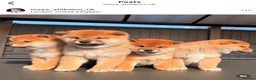 Japanese Shiba Inu dogs for sale: KC registered Clear DNA red Shiba Inu male puppy  - Advert 8