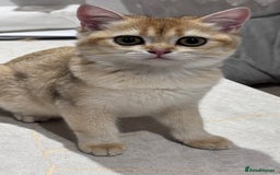 British Shorthair cats for sale: BSH GCCF Girl and Boy NY 12 GOLDEN BLACK SHEDDED  in Basildon - Image 12