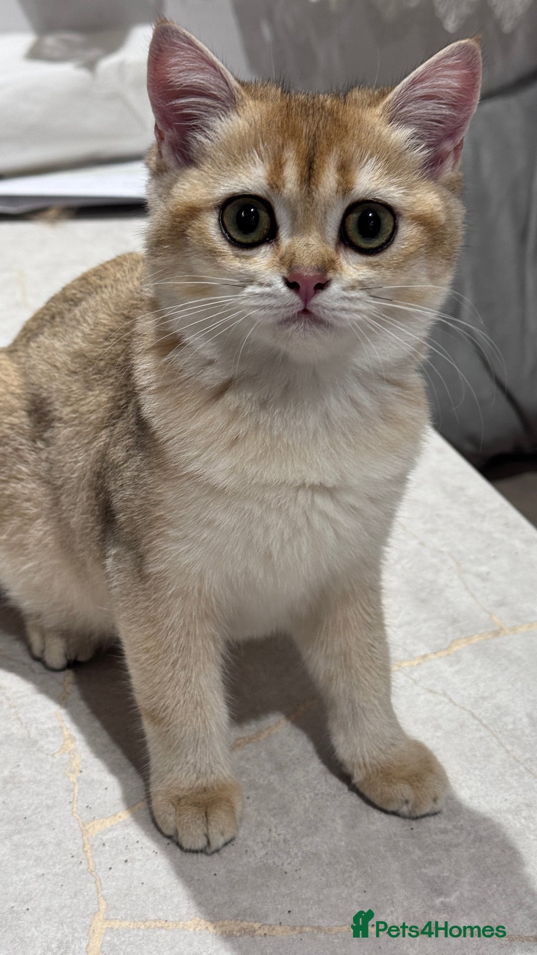 British Shorthair cats for sale: BSH GCCF Girl and Boy NY 12 GOLDEN BLACK SHEDDED  in Basildon - Image 12