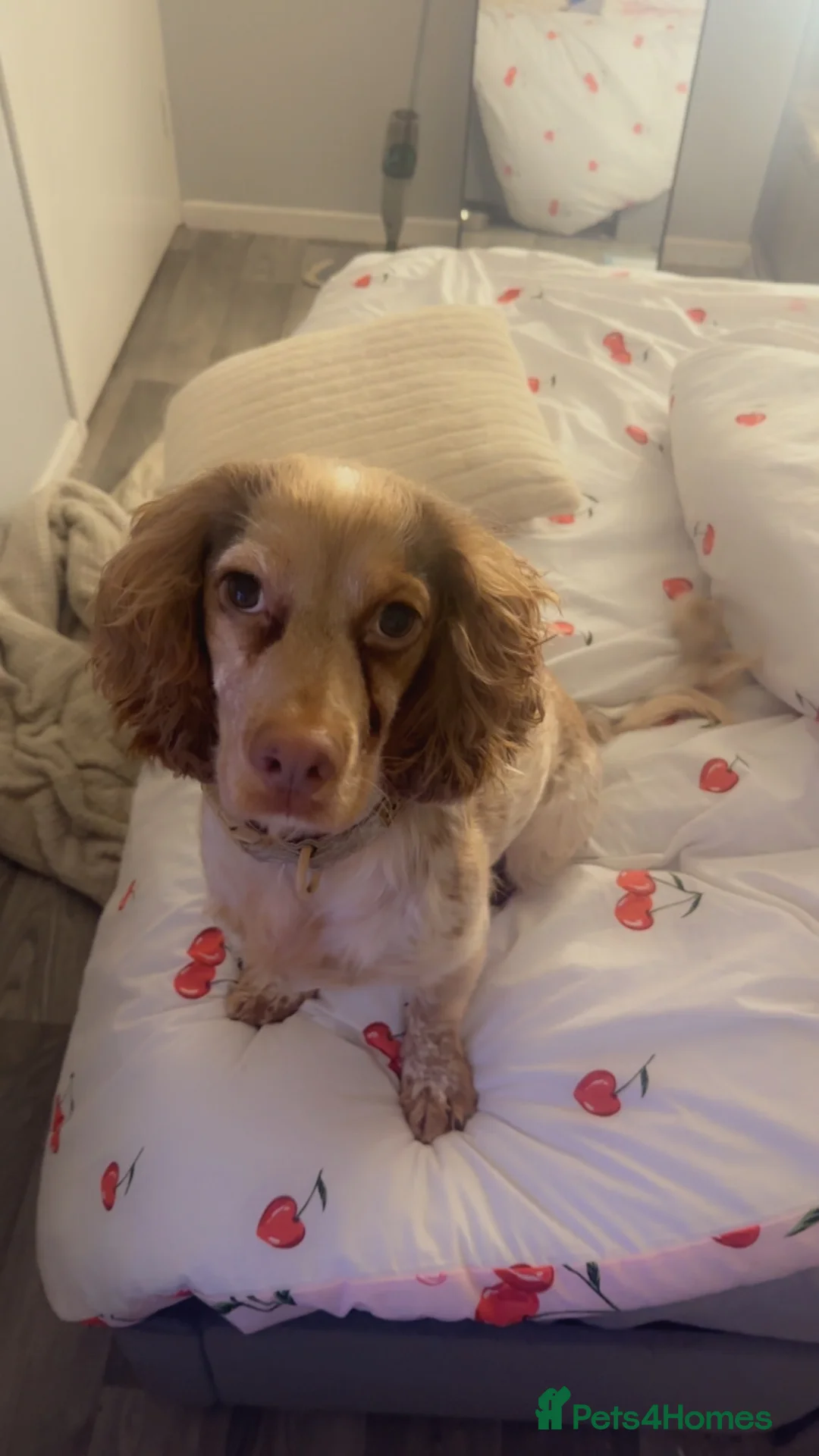 Cocker Spaniel dogs for sale: Patch - cocker spaniel boy  in Chelmsford - Advert 3