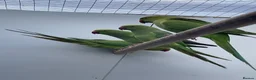 Ringnecks birds for sale: Indian Ringneck - Advert 4