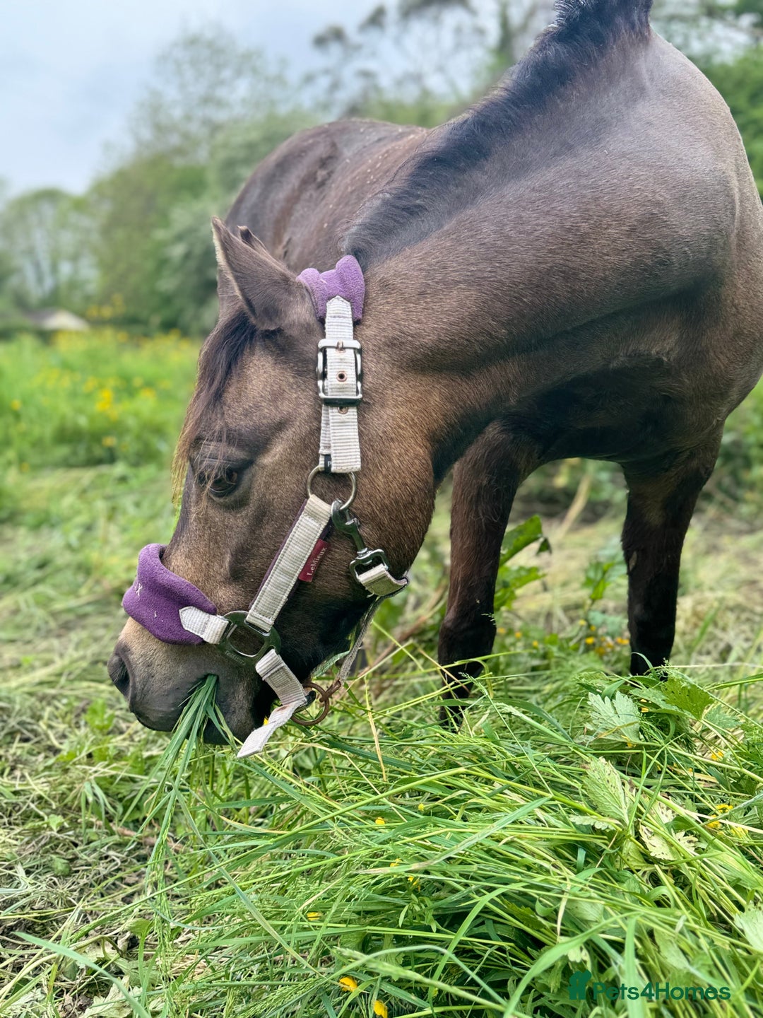 Welsh Section B horses for sale: sad sale of the most beautiful little dun mare! - Image 11