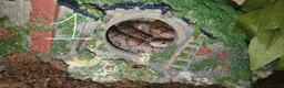 Python Snake reptiles for sale: Two Ball Pythons Available for Rehoming in Cranleigh - Advert 1
