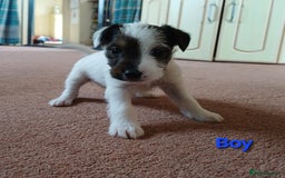 Parson Russell dogs for sale: **Parson Russell Terriers** - Image 7