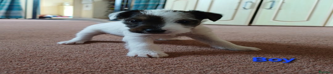 Parson Russell Puppy 4