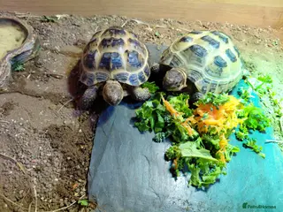 Tortoise reptiles Horsefield Tortoises - Advert 2
