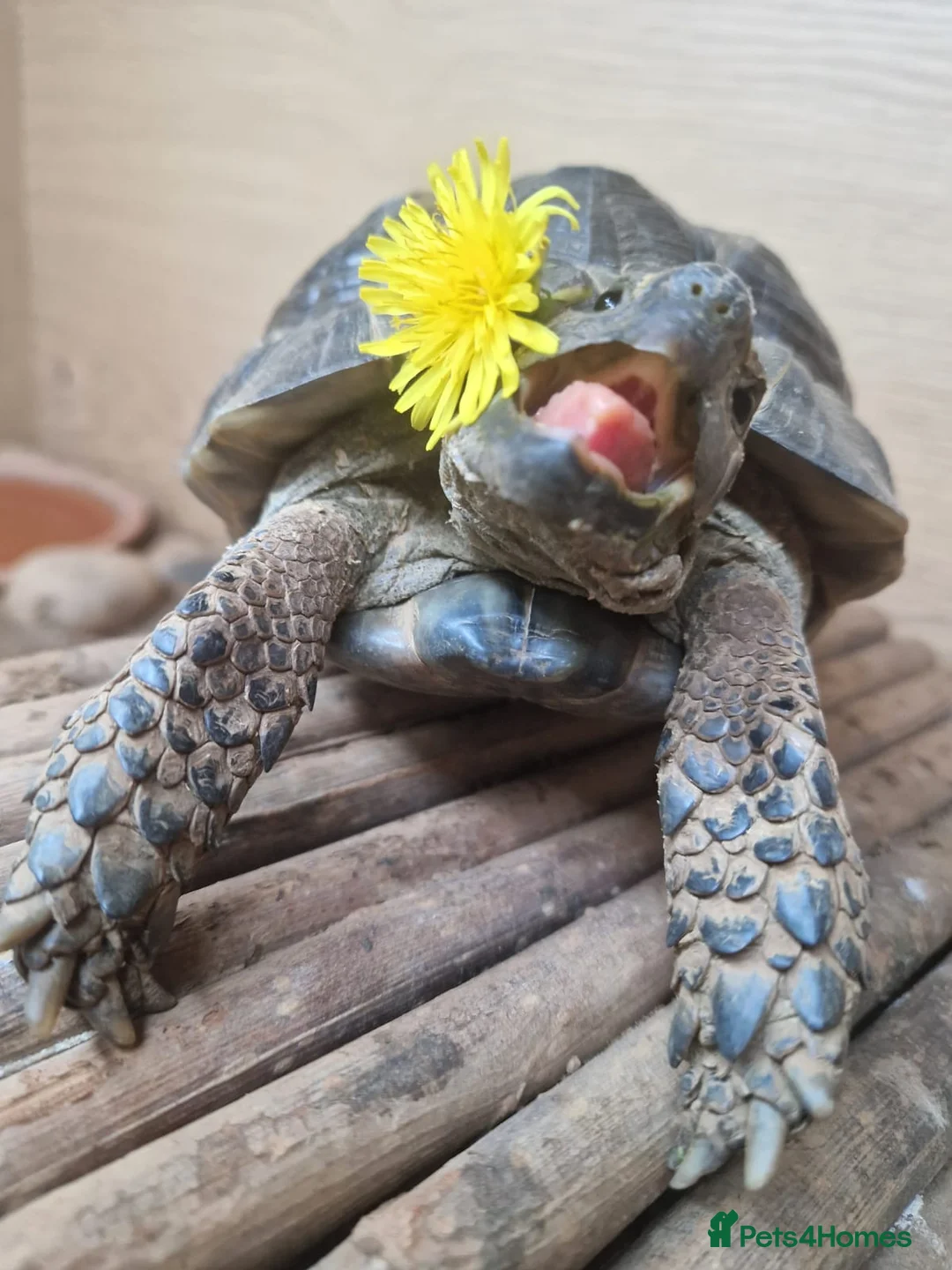 Tortoise reptiles for sale: Master Oogway Testudo Graeca (spur thigh Tortoise) in Canterbury - Advert 2