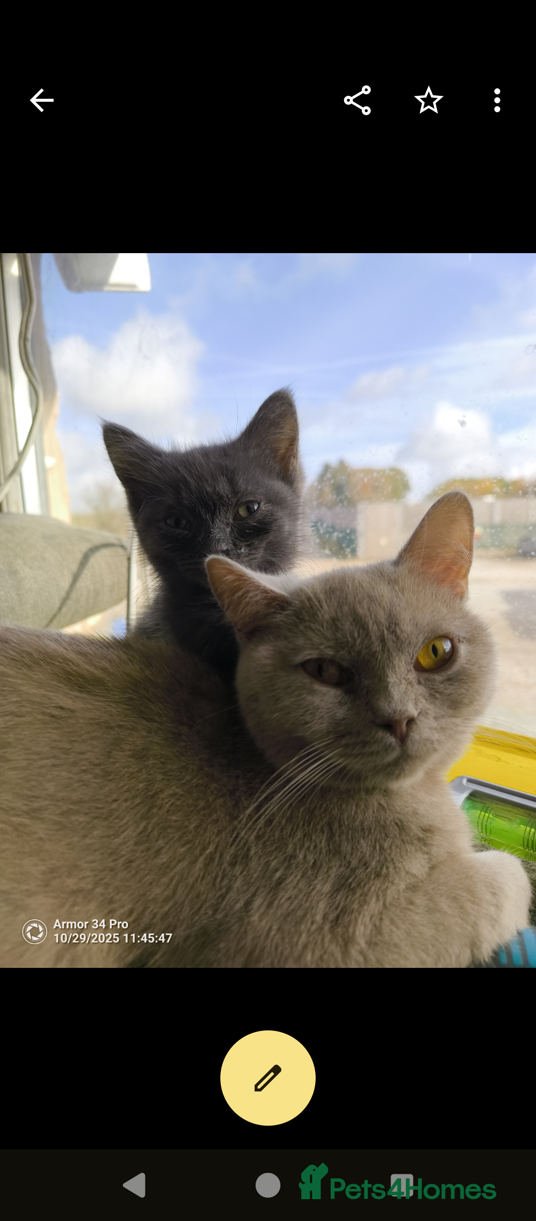 British Shorthair cats for sale: 3 beautiful little British short hair kittens   - Advert 5
