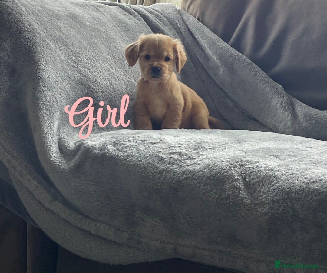 Cocker Spaniel dogs for sale: Cocker spaniel puppies  - Advert 2