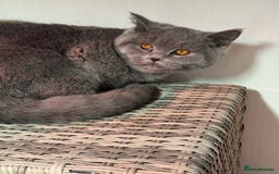 British Shorthair cats for sale: 1 left Stunning British shorthair kittens - Image 3