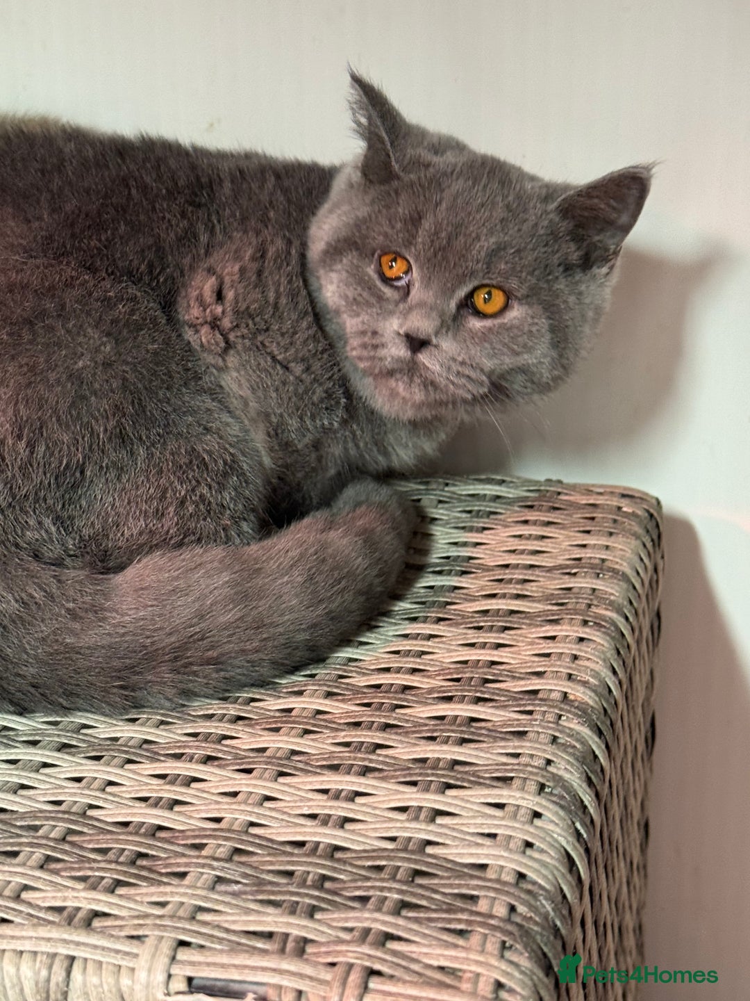 British Shorthair cats for sale: 1 left Stunning British shorthair kittens - Image 3