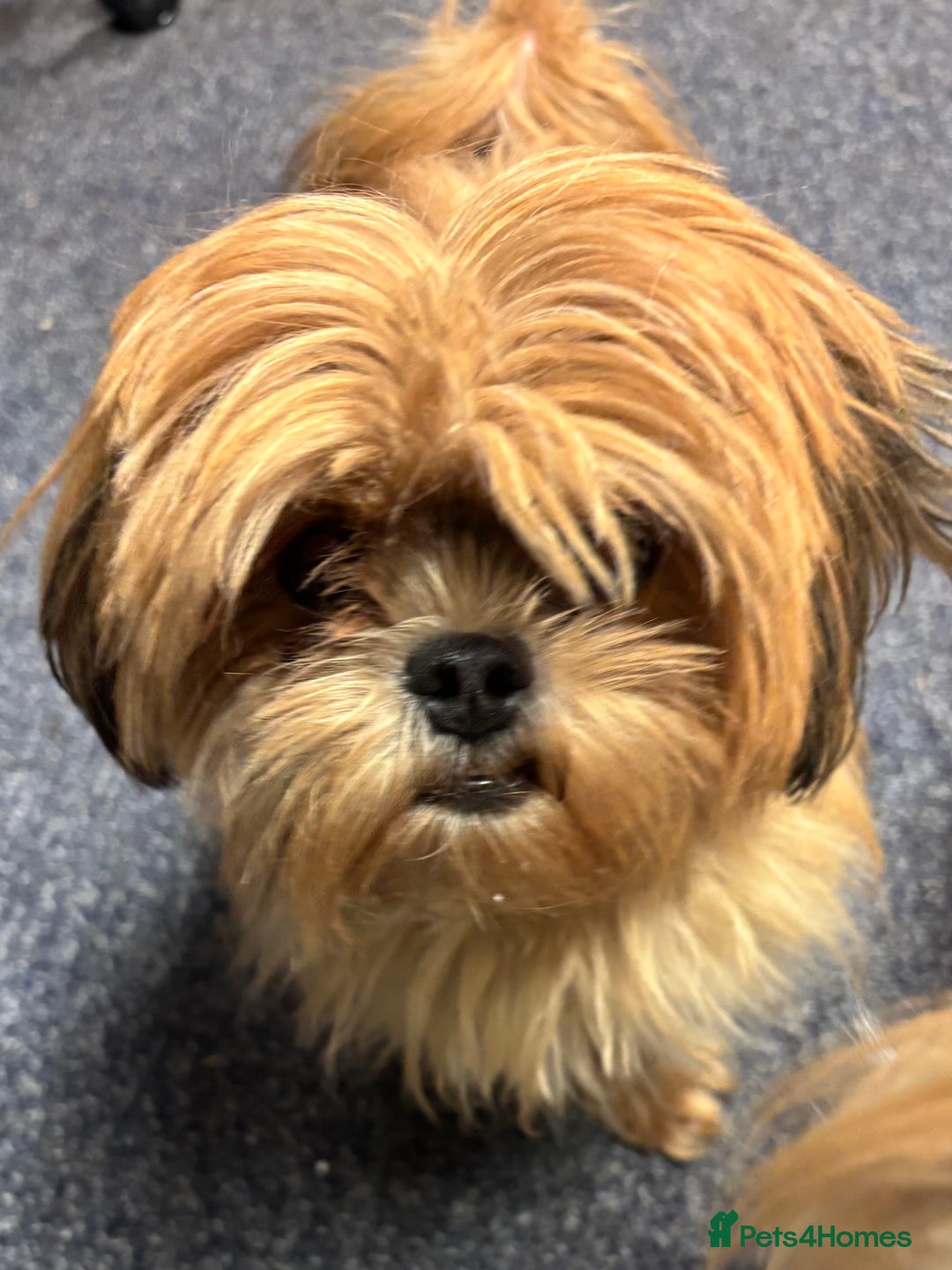 Mixed Breed dogs for sale: Adorable Puppies! - Advert 12