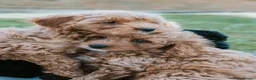 Cavapoo dogs for sale: F1 Miniature Cavapoo Puppies For Sale  in Sittingbourne - Advert 10