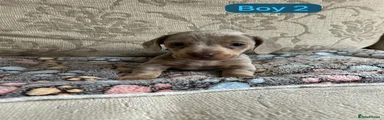 Dachshund Puppy 2