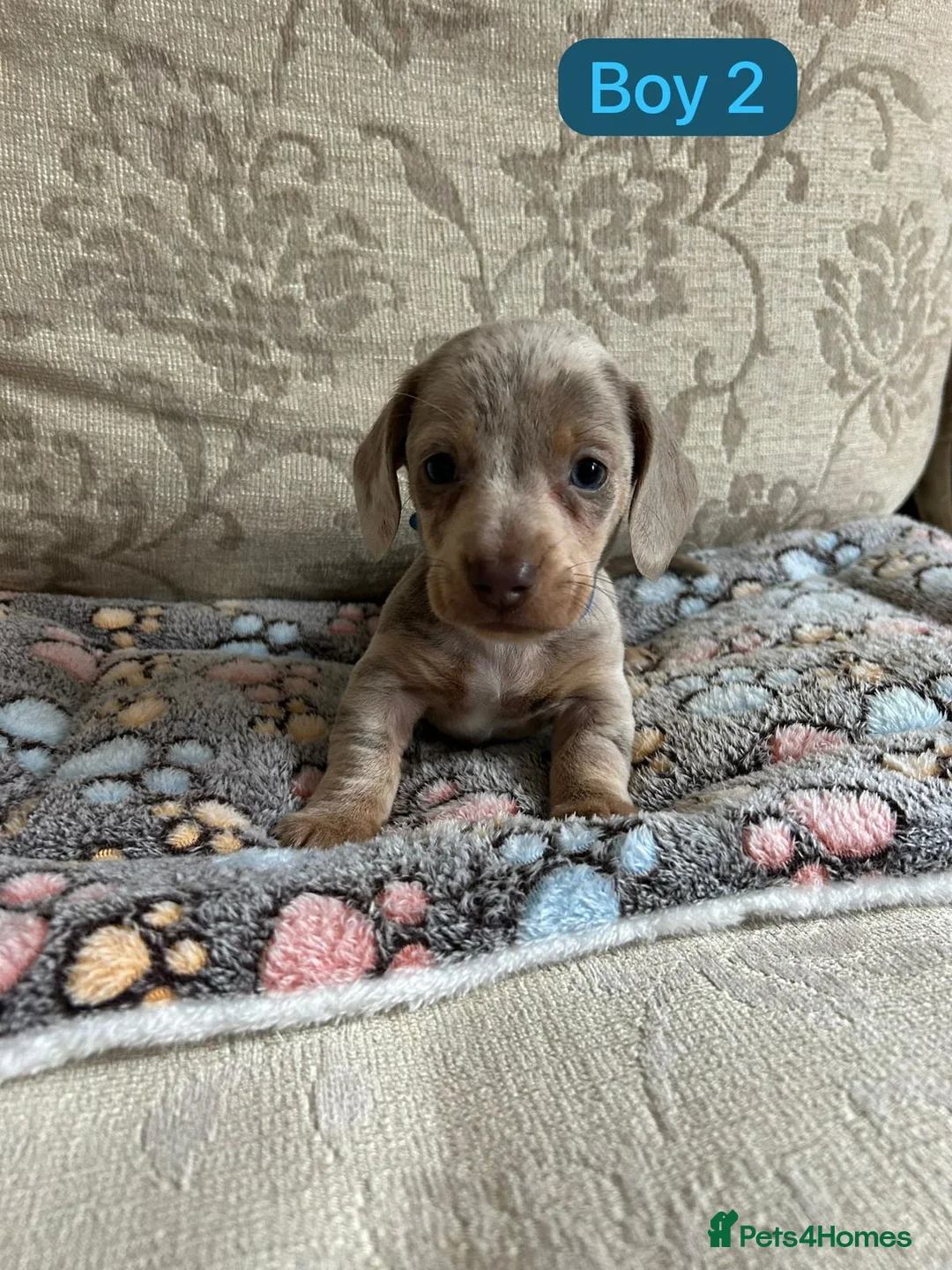 Dachshund dogs for sale: Dachshund - Advert 3