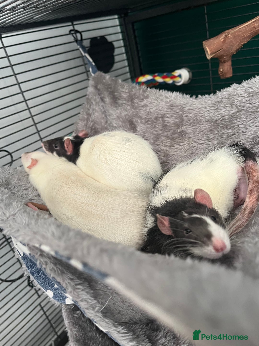 Rat rodents for sale: 3 male rats - Advert 2
