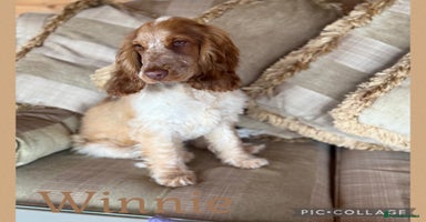 Cocker Spaniel dogs - Advert 6