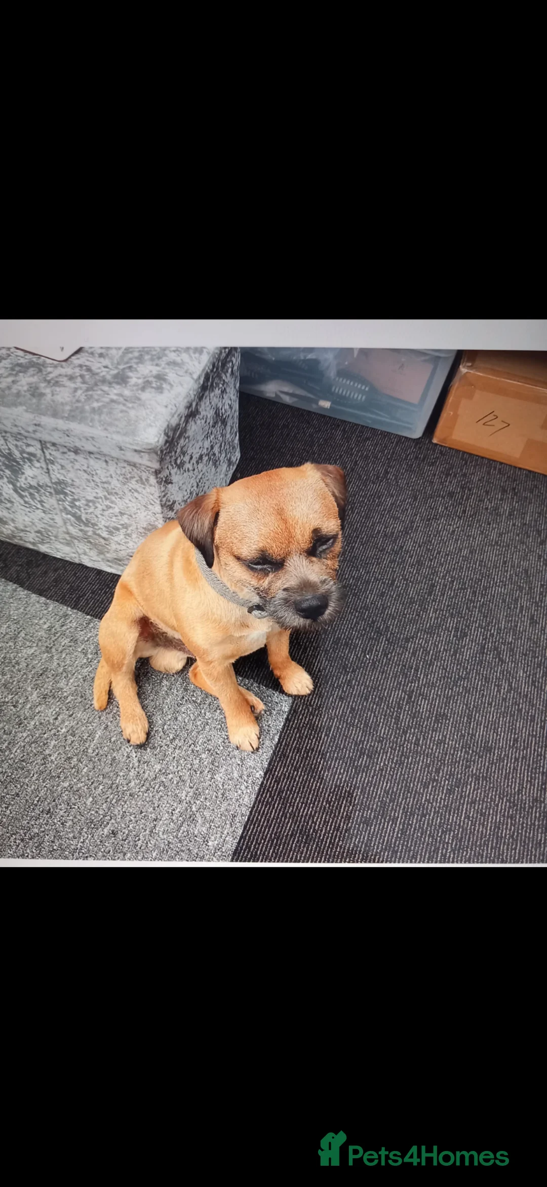 Border Terrier dogs for stud: KC registered border terrier for stud  - Advert 2