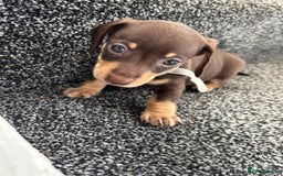 Miniature Dachshund dogs for sale: Miniature dachshund puppies - Image 3