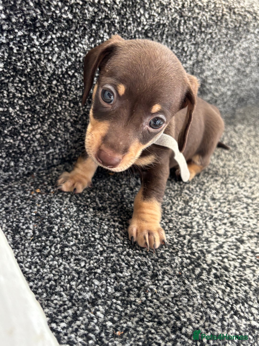 Miniature Dachshund dogs for sale: Miniature dachshund puppies - Image 3