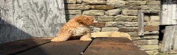 Cockapoo dogs for sale: Full Health tested Amazing obedience champion  - Advert 11