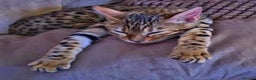 Bengal cats for sale: Queen honey a stunning active Bengal - Advert 3